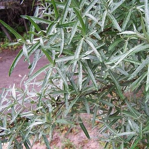 Облепиха 'Алей' (муж)